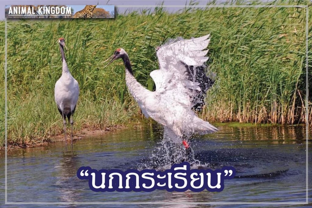 นกกระเรียน