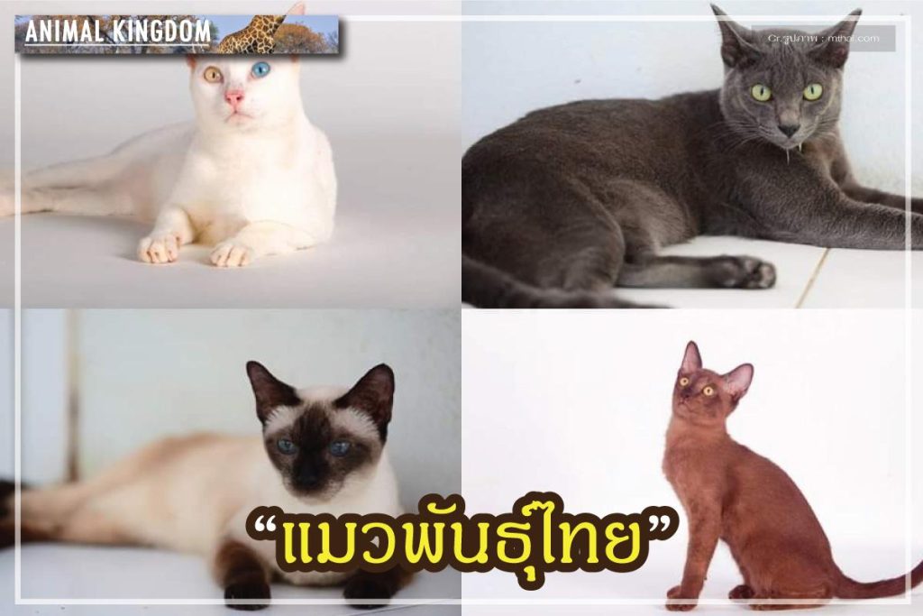 แมวพันธุ์ไทย