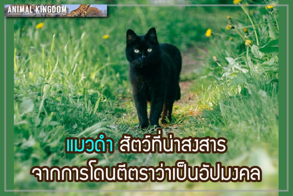 แมวดำ 