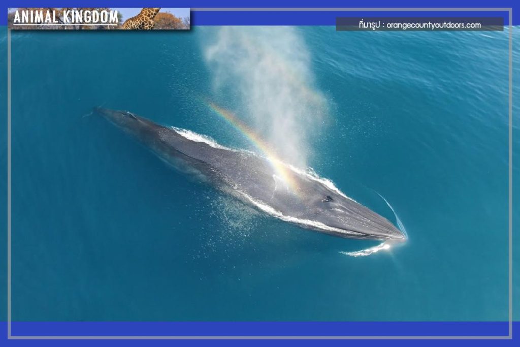 วาฬบรูด้า