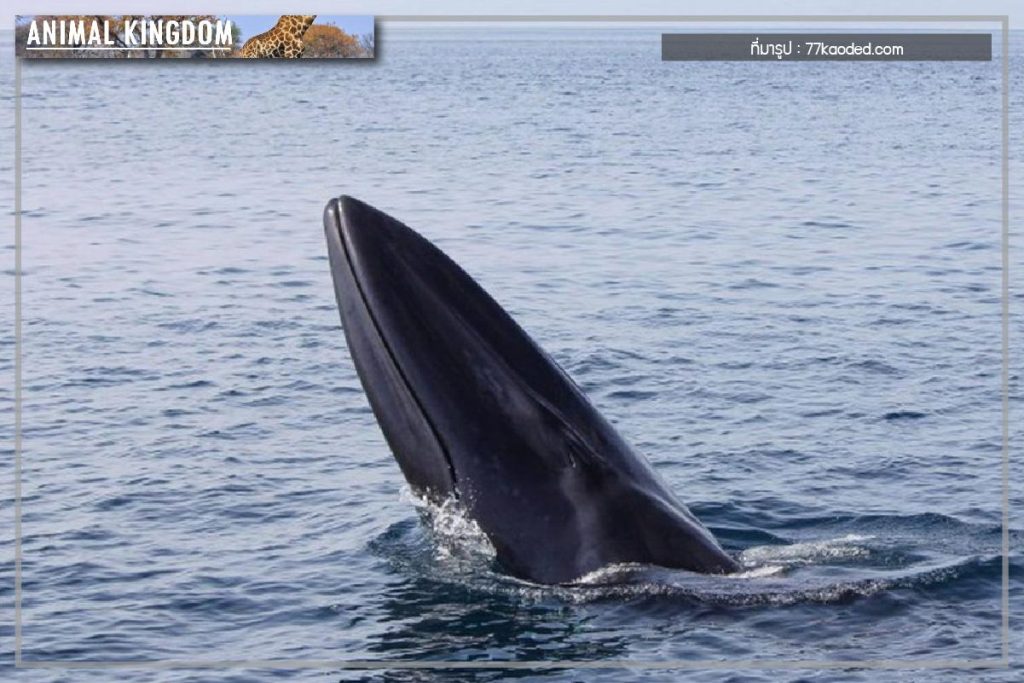 วาฬโอมูระ
