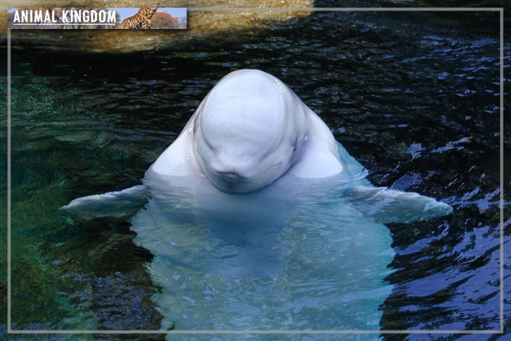 วาฬเบลูกา
