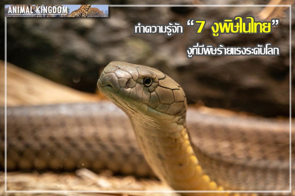 งูพิษในไทย
