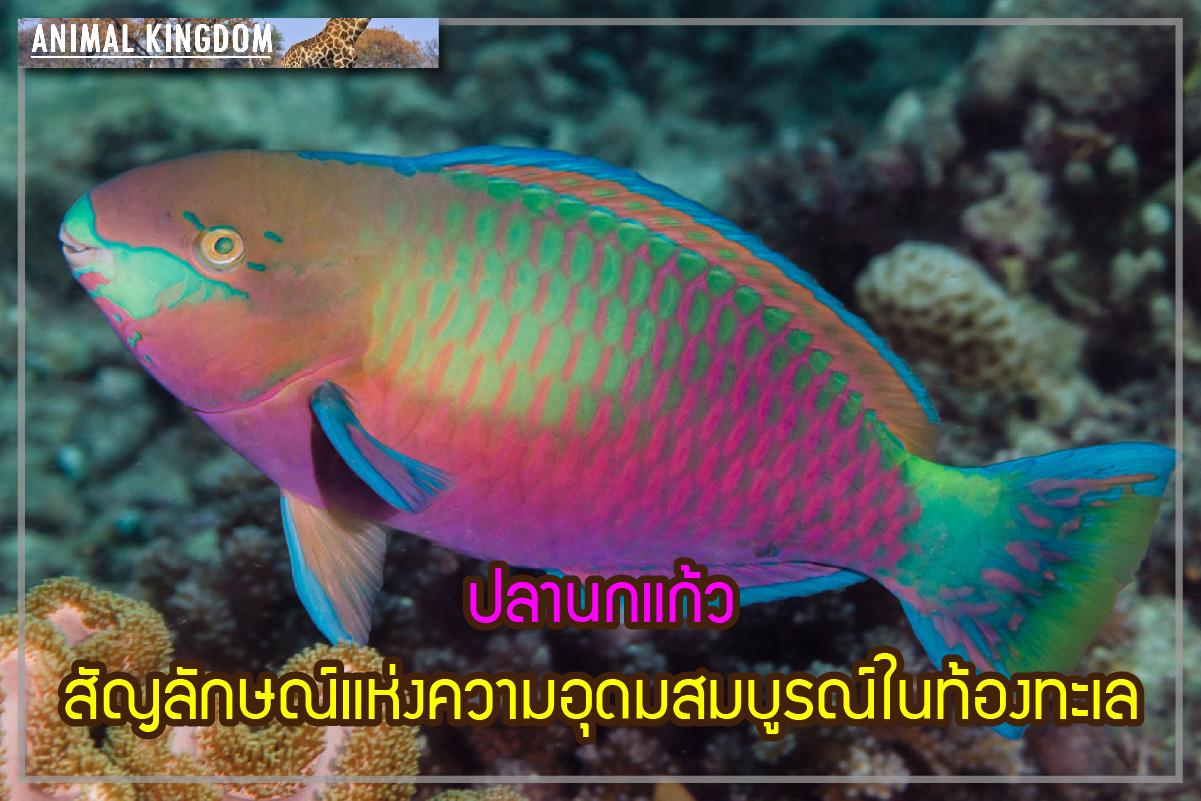 ปลานกแก้ว สัญลักษณ์แห่งความอุดมสมบูรณ์ในท้องทะเล