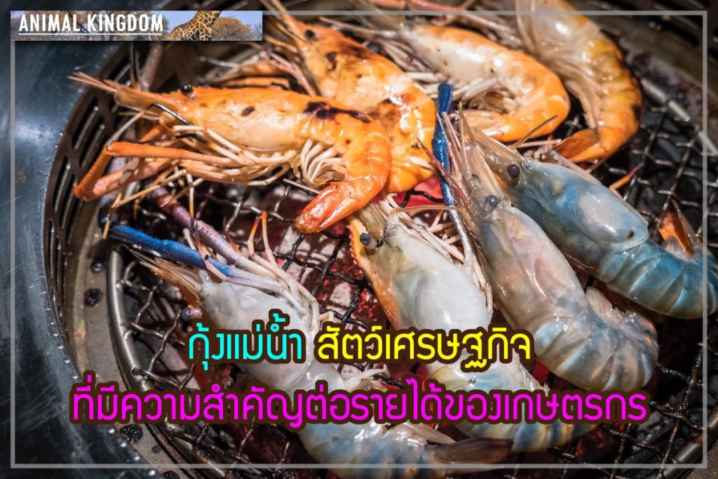 กุ้งแม่น้ำ