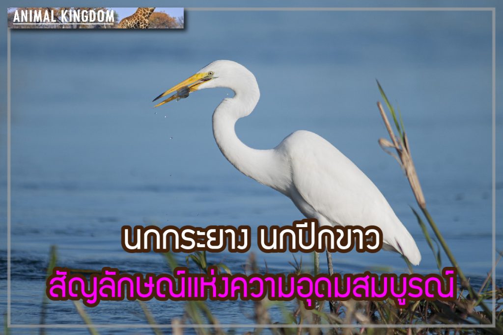 นกกระยาง