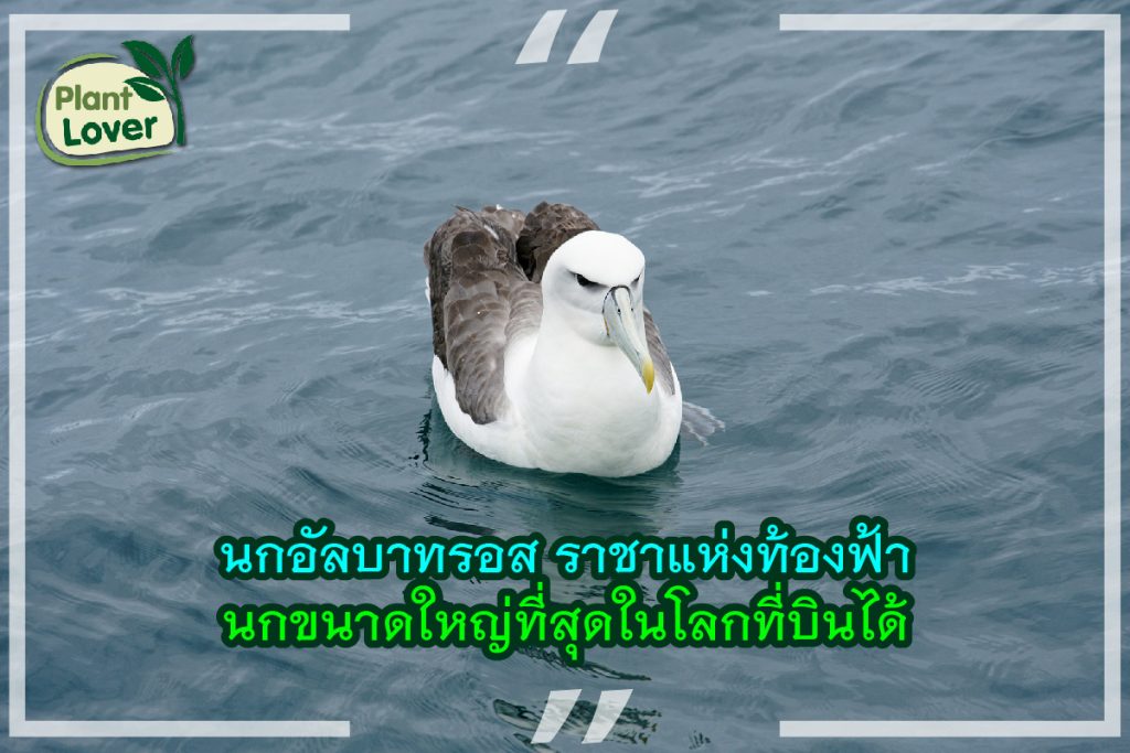 นกอัลบาทรอส