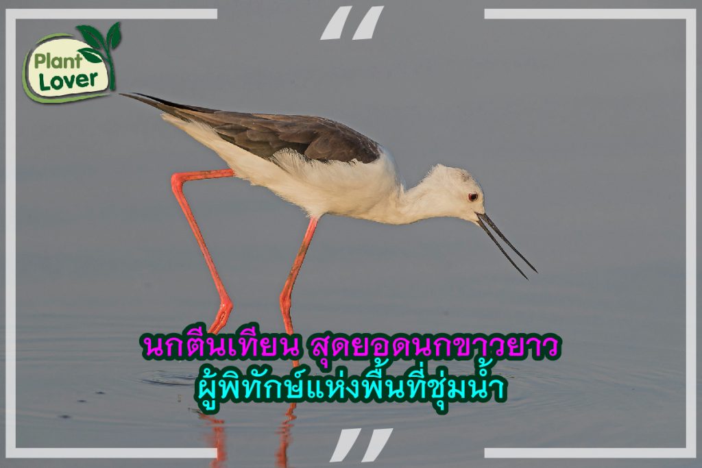 นกตีนเทียน