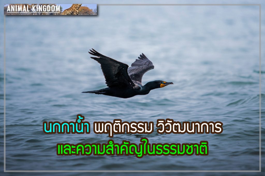 นกกาน้ำ