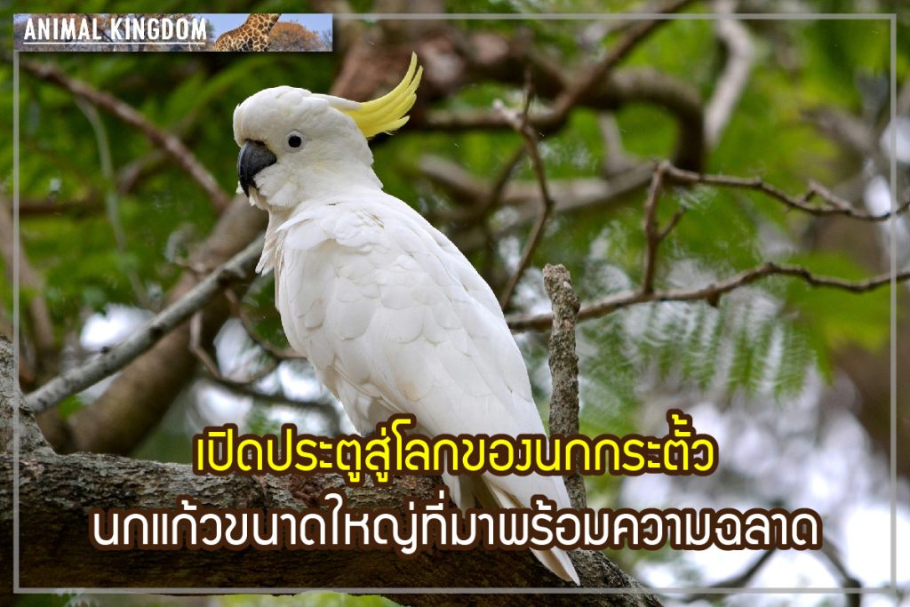 นกกระตั้ว