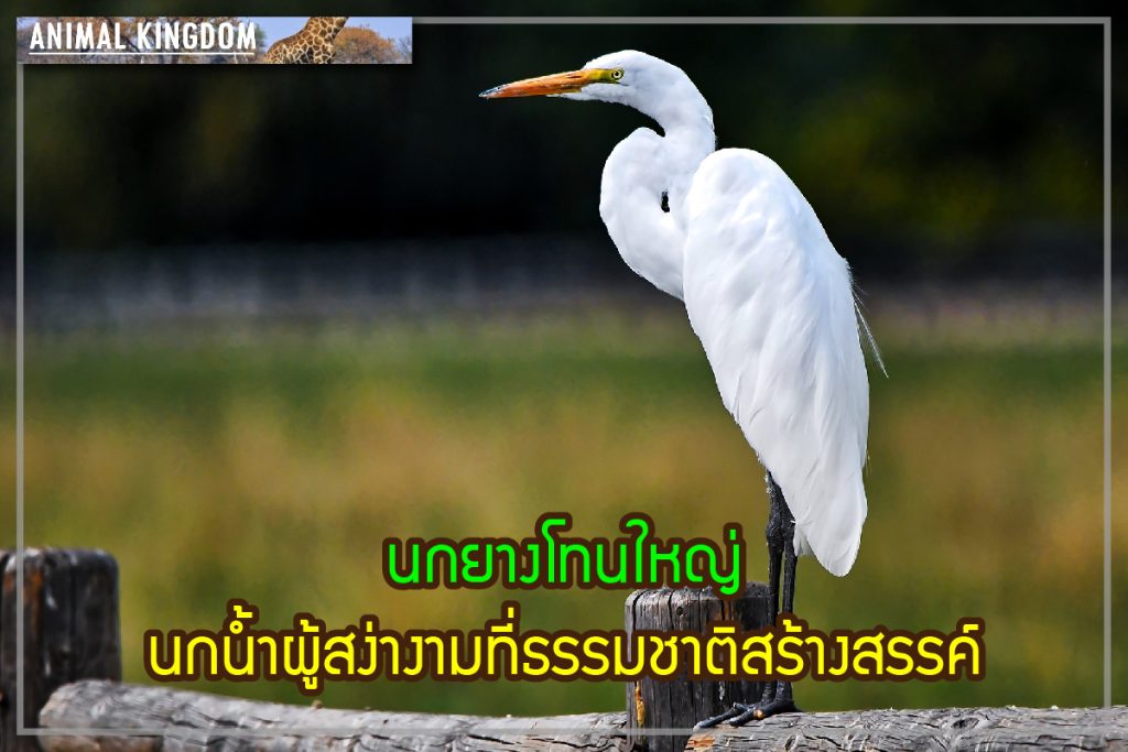 นกยางโทนใหญ่