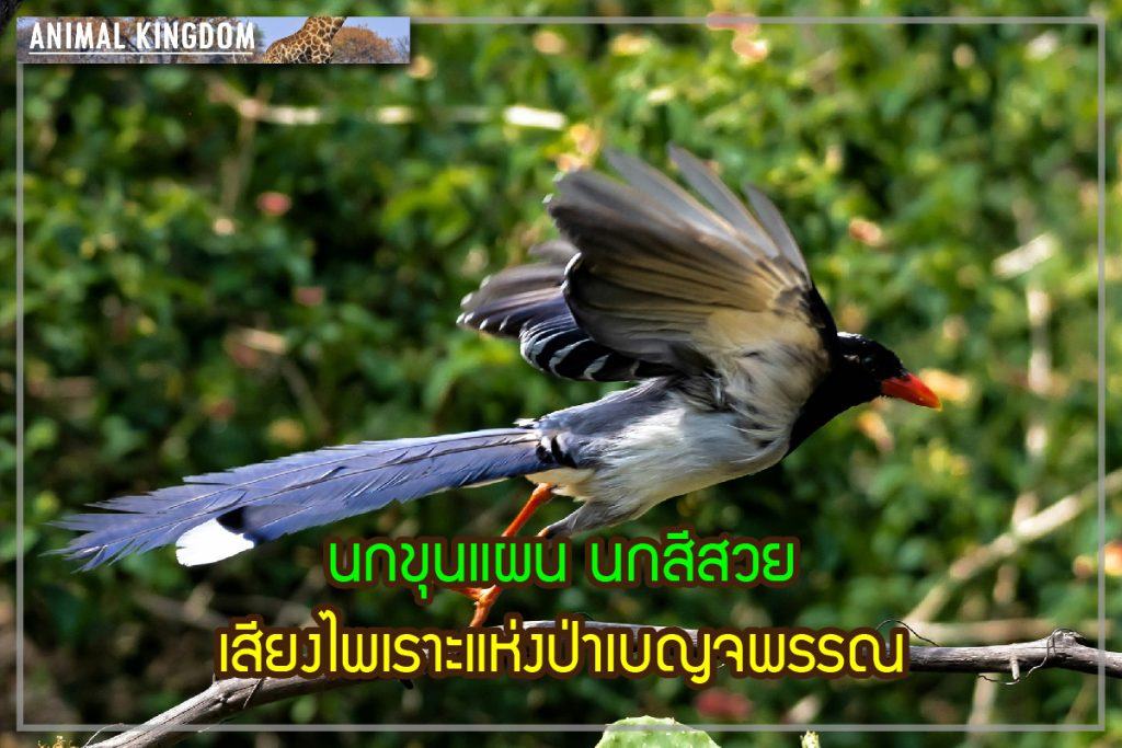 นกขุนแผน