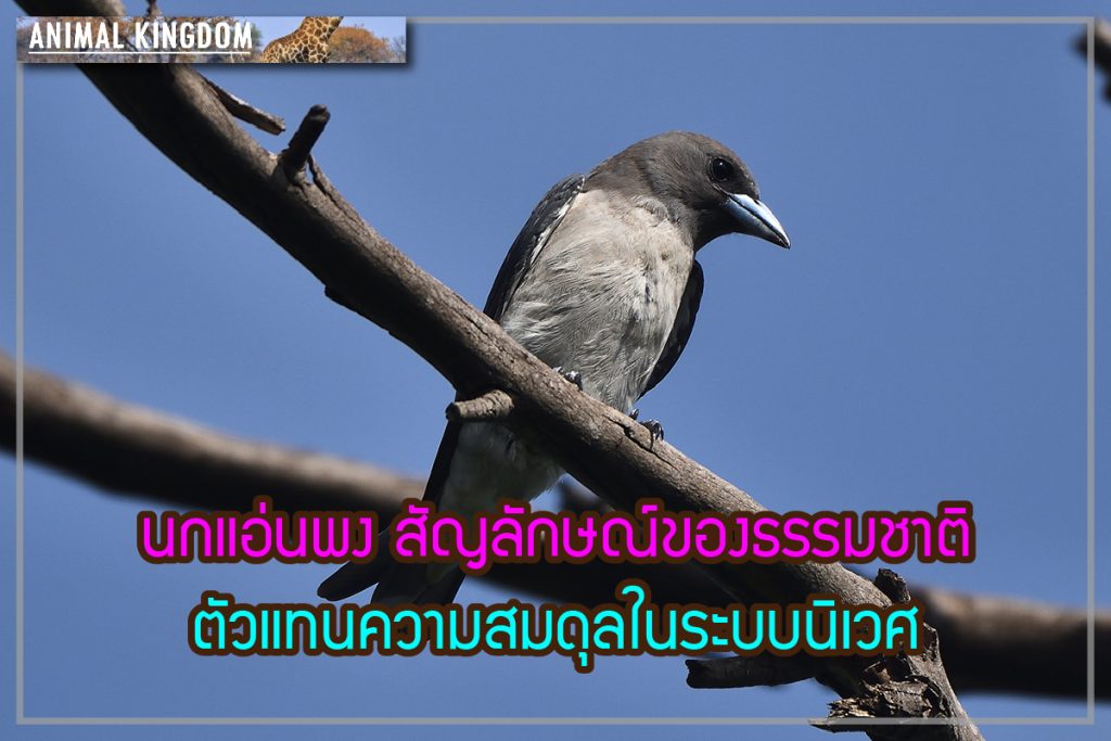 นกแอ่นพง