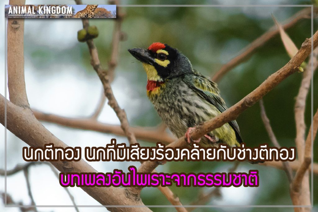 นกตีทอง