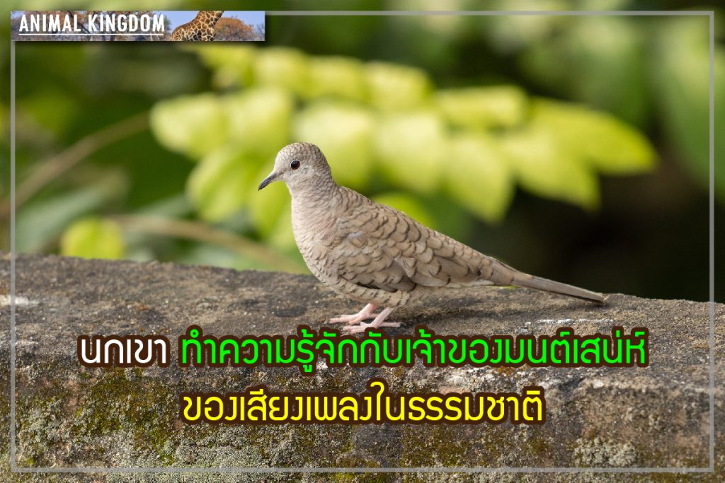 นกเขา