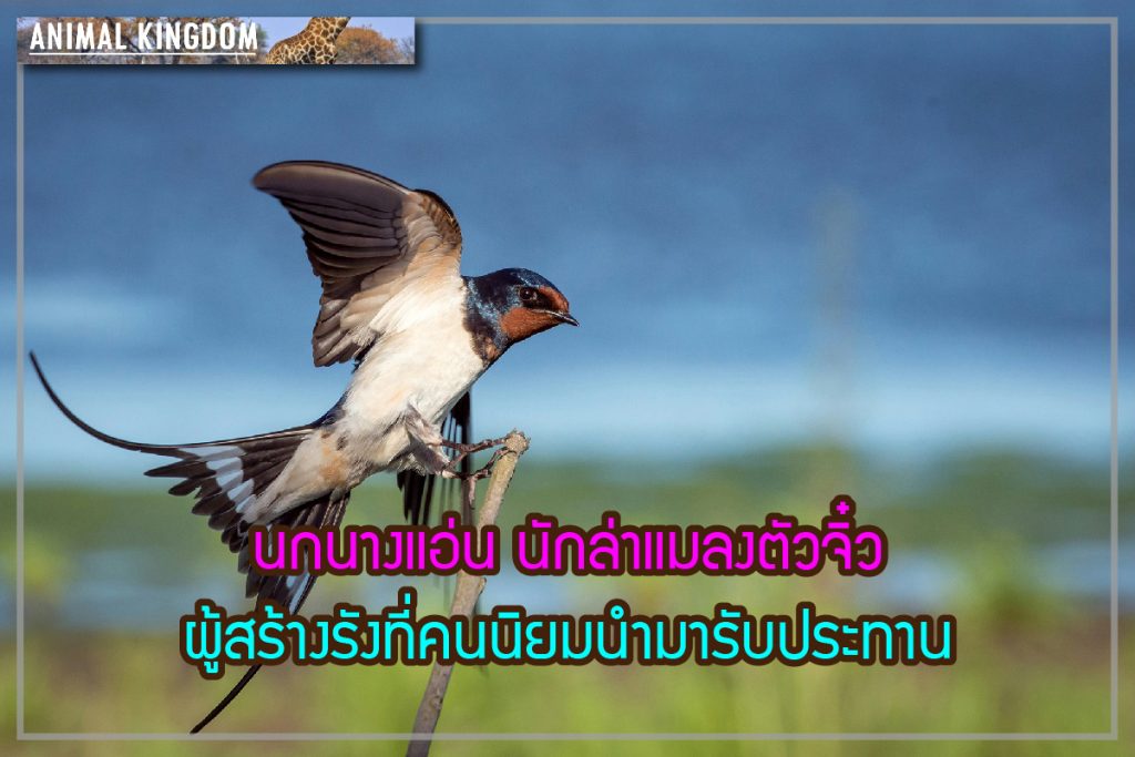 นกนางแอ่น